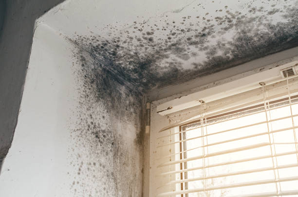 Affordable Basement Mold Removal solutions in Kirkwood, PA