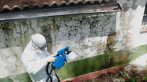 Top rated local Basement Mold Removal specialists in Kirkwood, PA